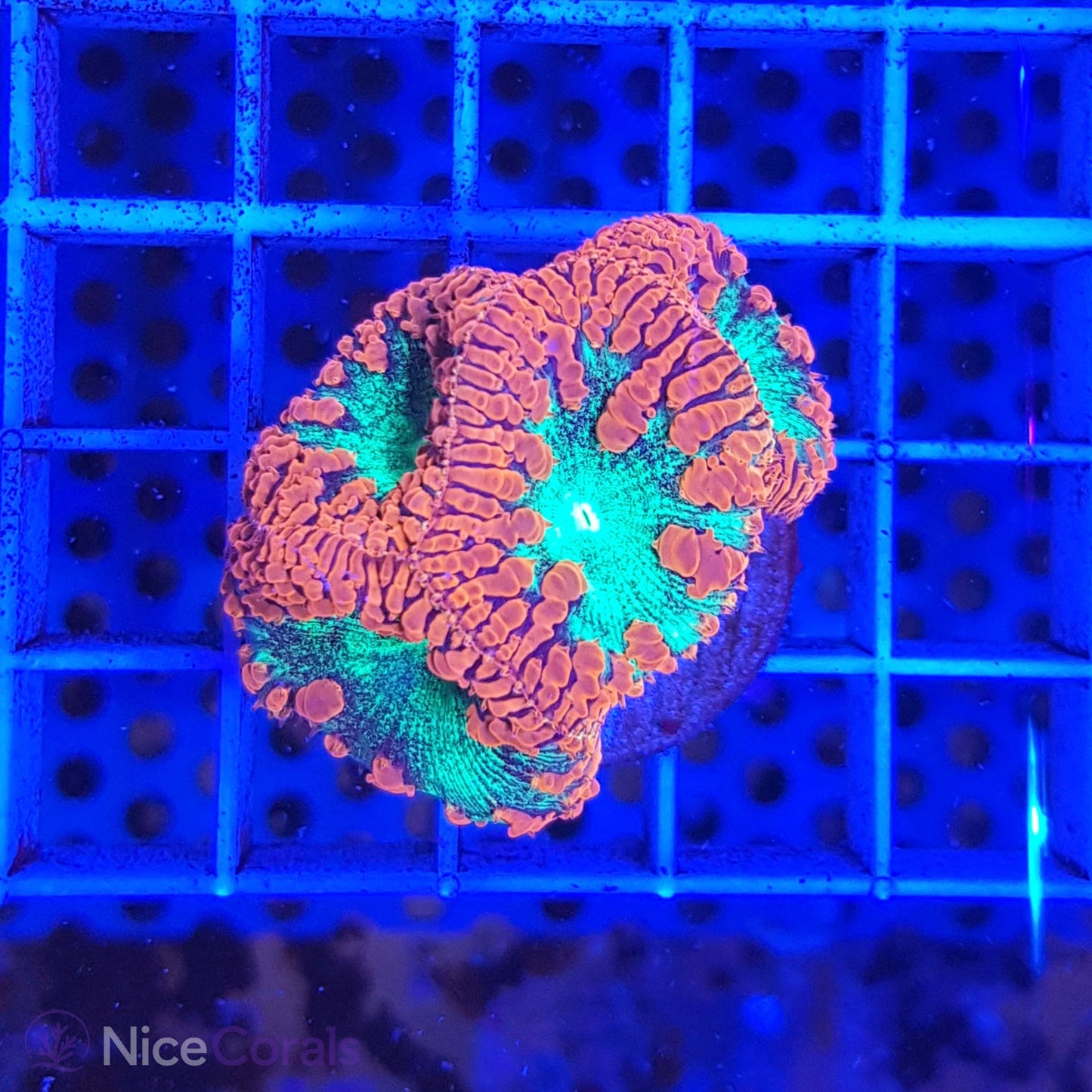 Blastomussa