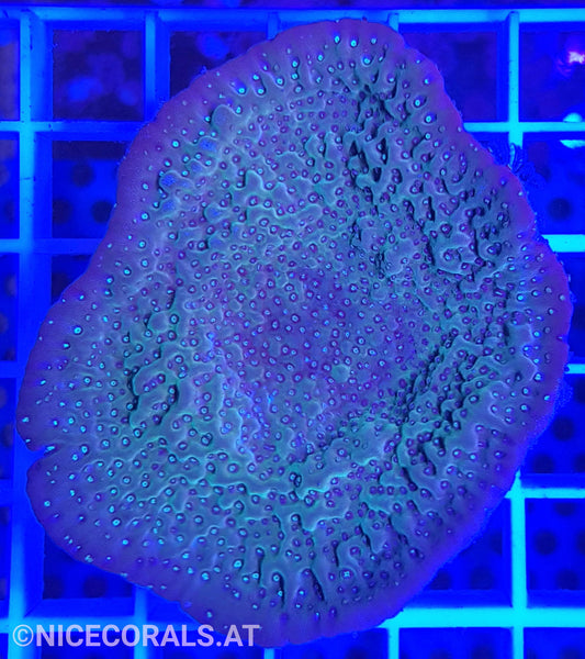 Montipora