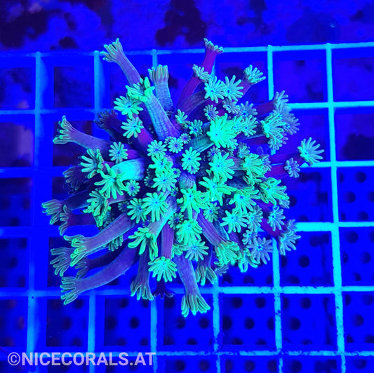 Alveopora