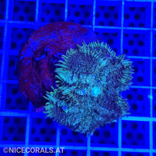 Rhodactis