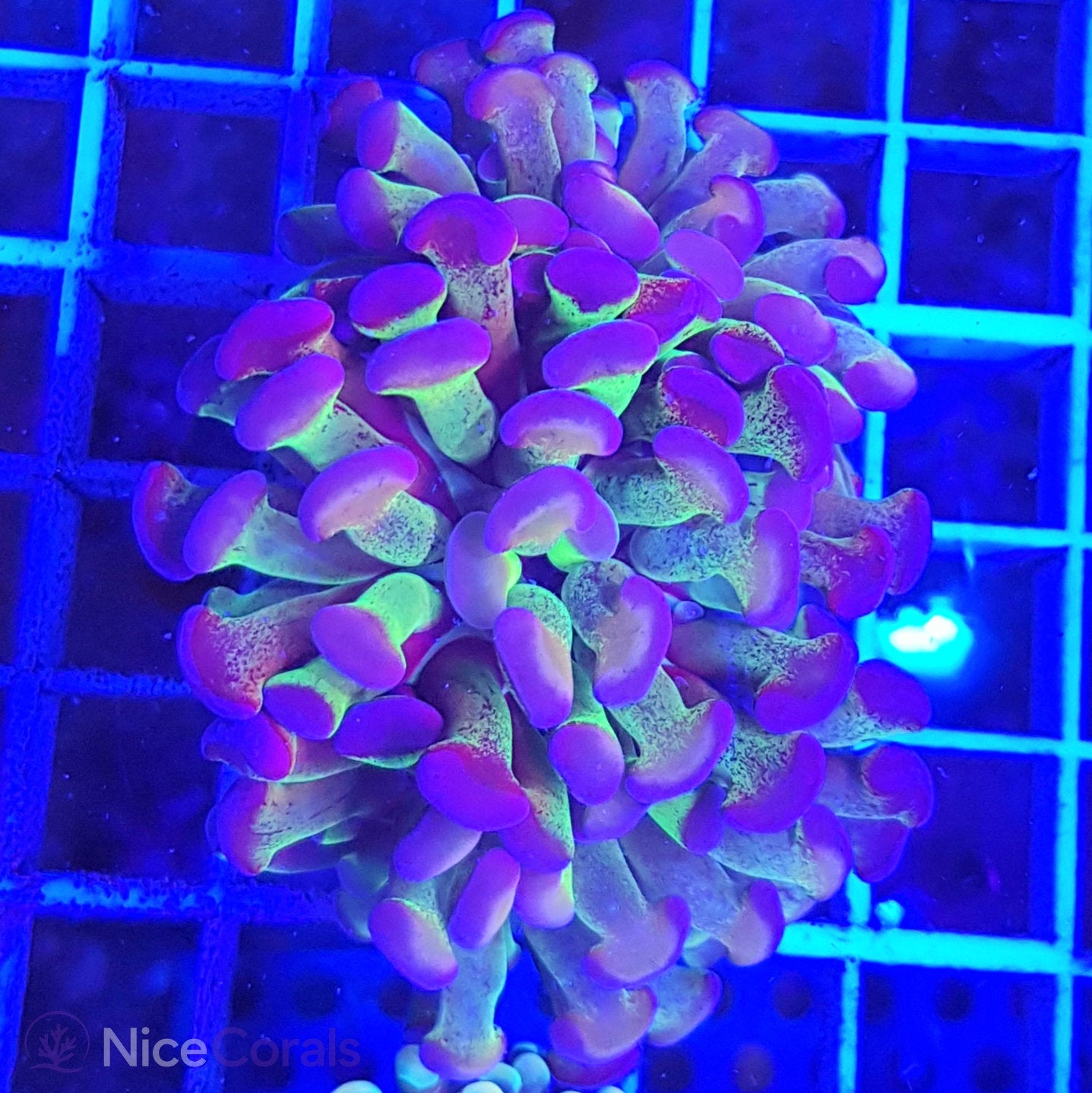 Euphyllia paraancora