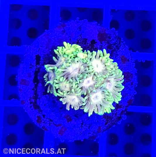 Goniopora