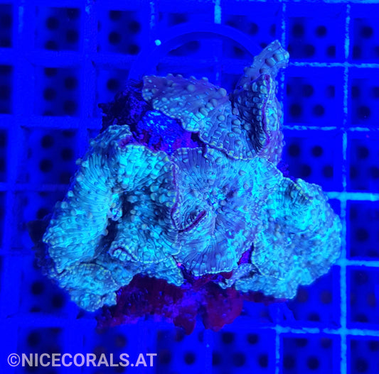 Discosoma