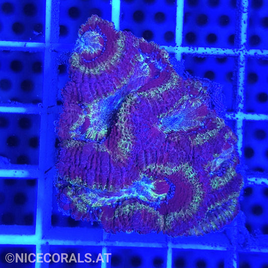 Acanthastrea
