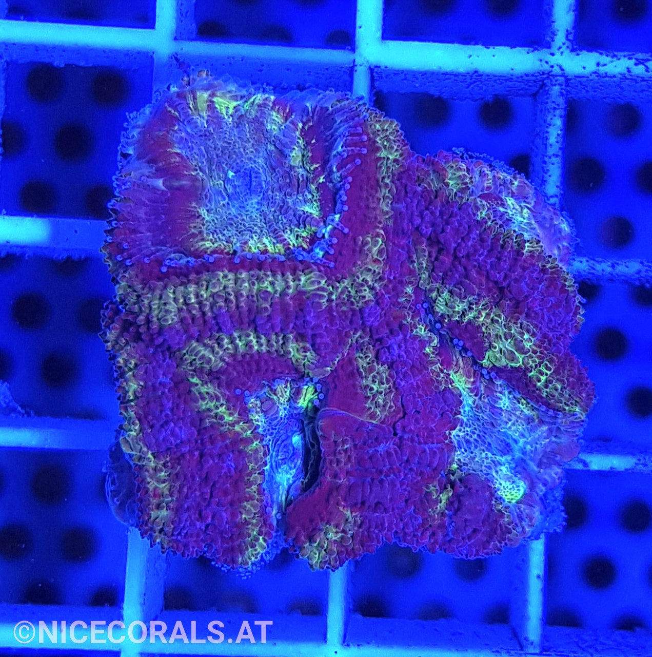Acanthastrea