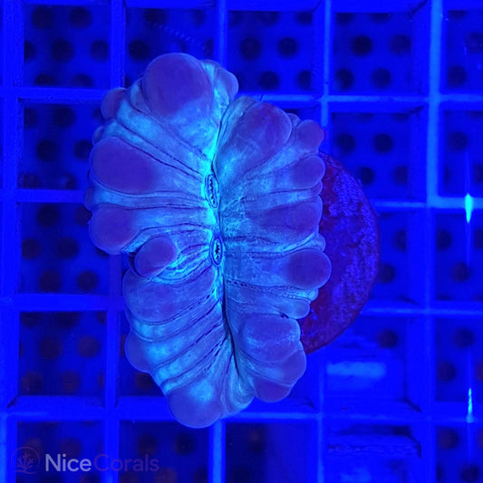 Nemenzophyllia