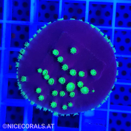 Turbinaria