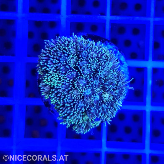 Goniopora