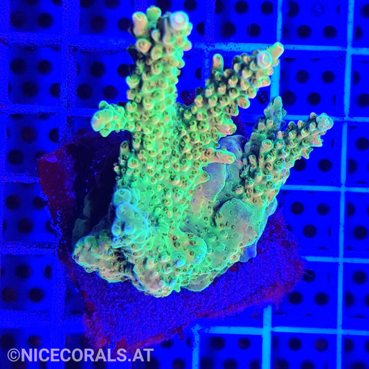 Acropora