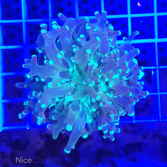 Euphyllia paradivisa