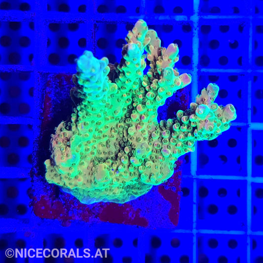 Acropora