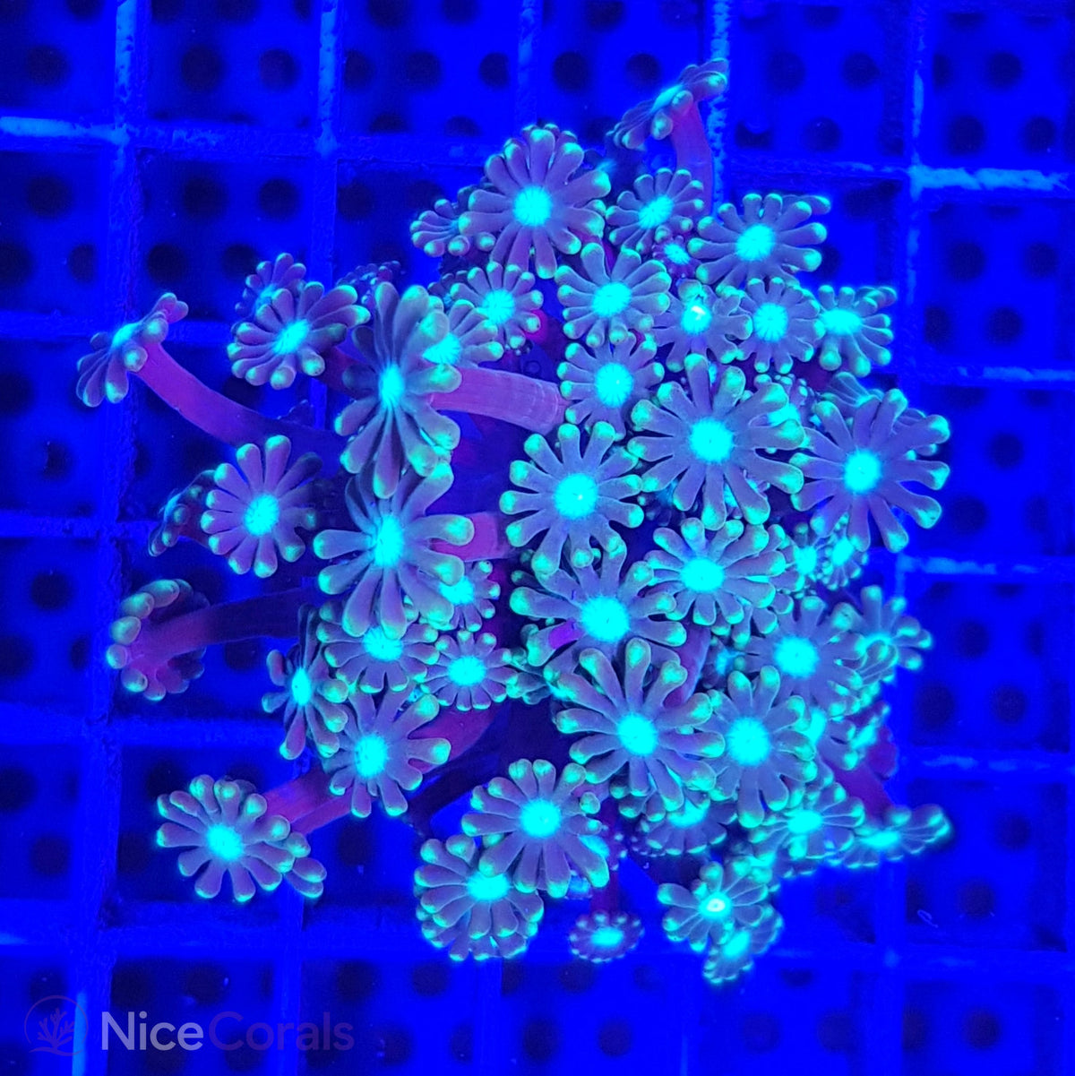 Alveopora