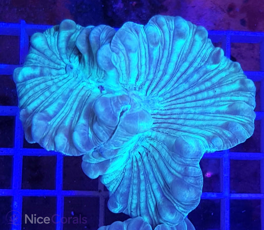 Nemenzophyllia