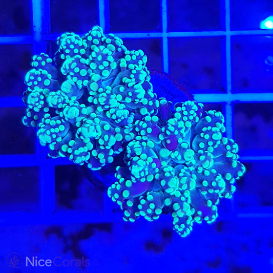 Euphyllia paradivisa