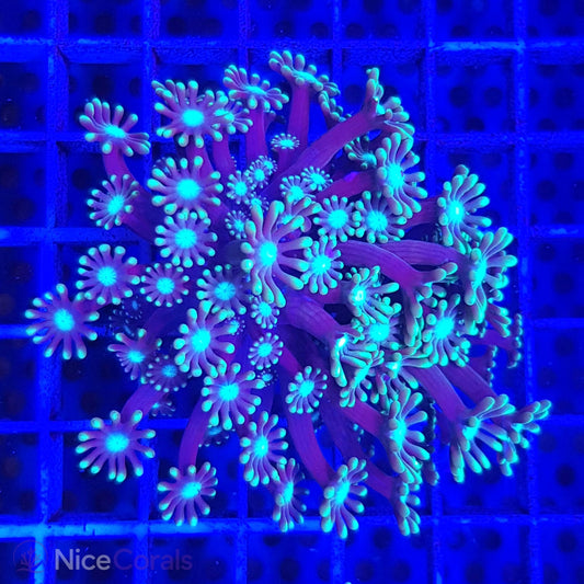 Alveopora