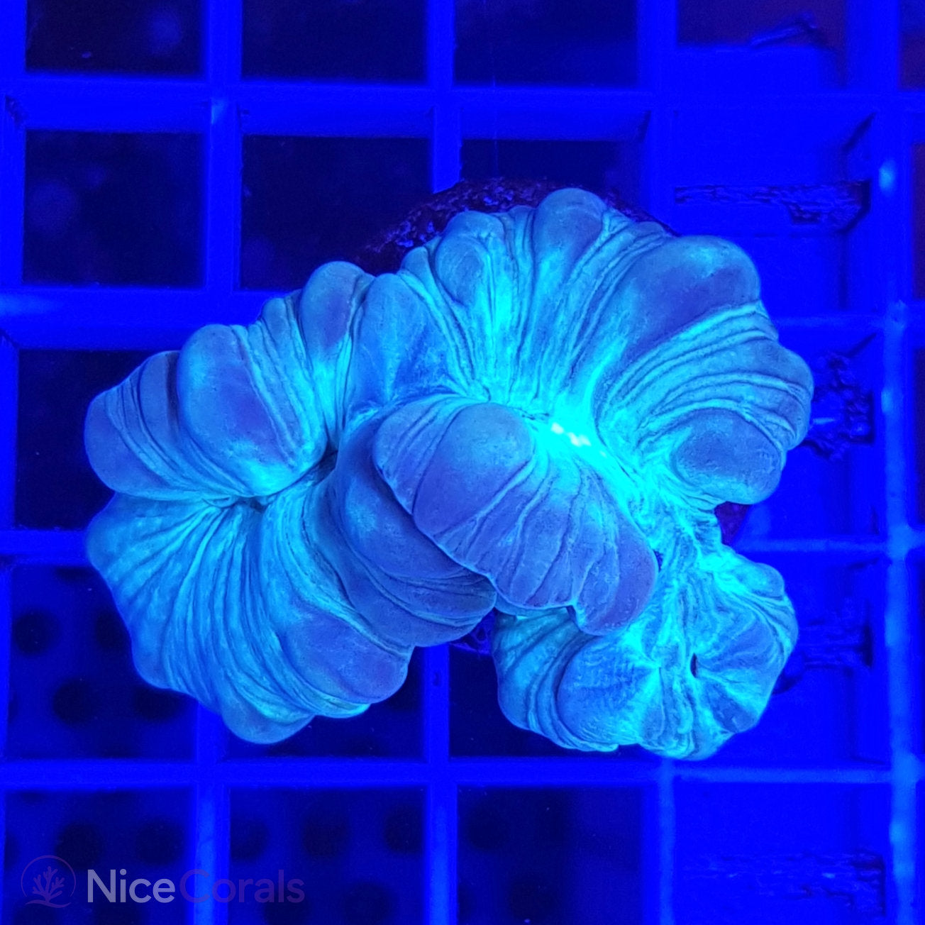 Nemenzophyllia