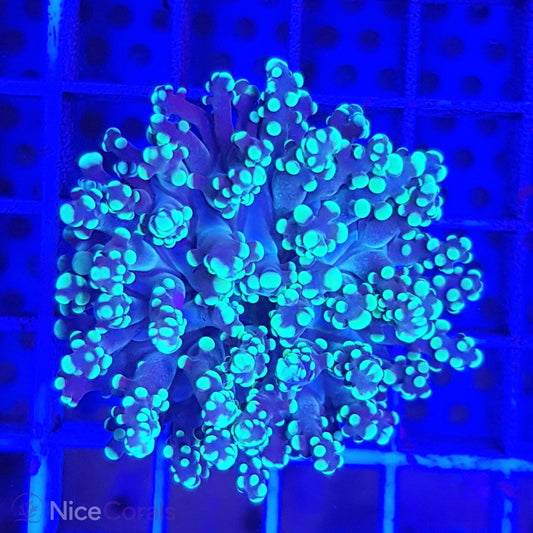 Euphyllia paradivisa