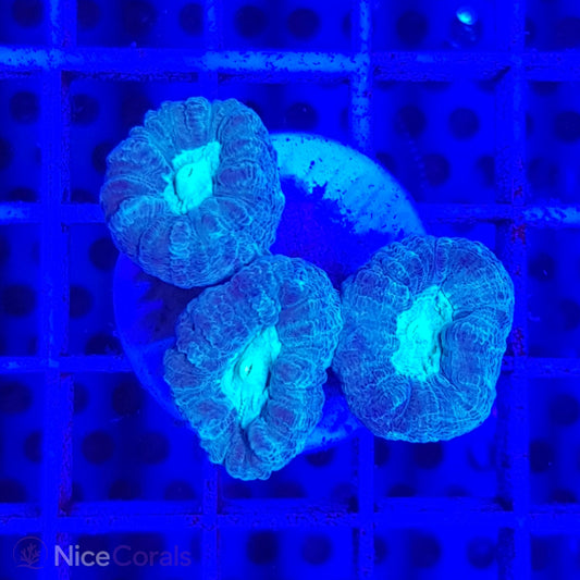 Caulastrea