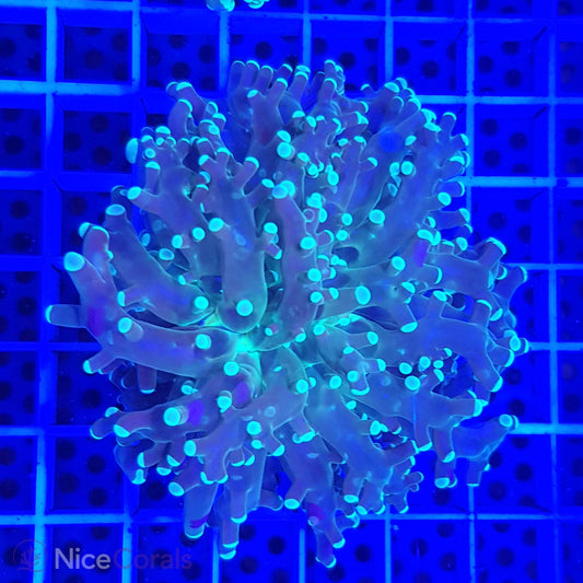 Euphyllia paradivisa