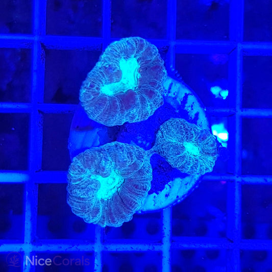 Caulastrea