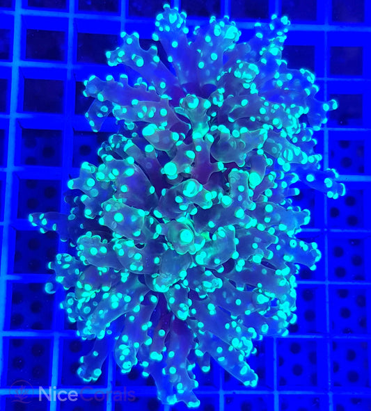Euphyllia paradivisa
