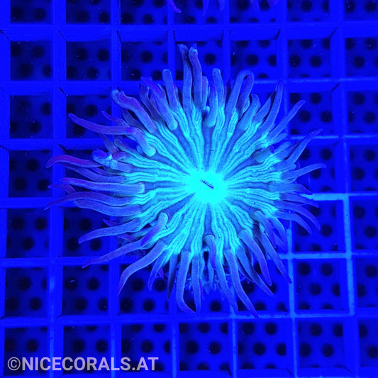 Duncanopsammia