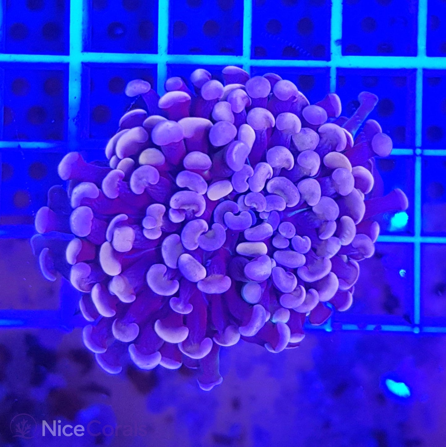 Euphyllia paraancora