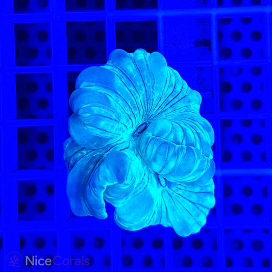 Nemenzophyllia