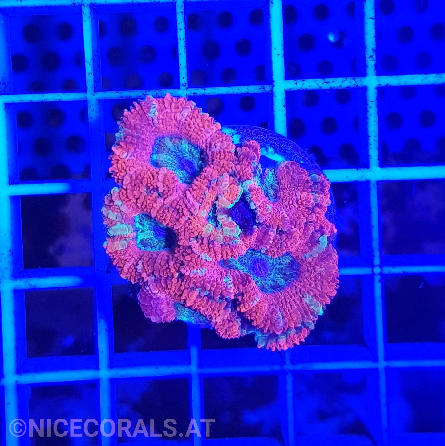Acanthastrea