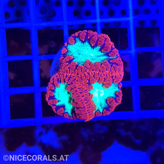 Blastomussa