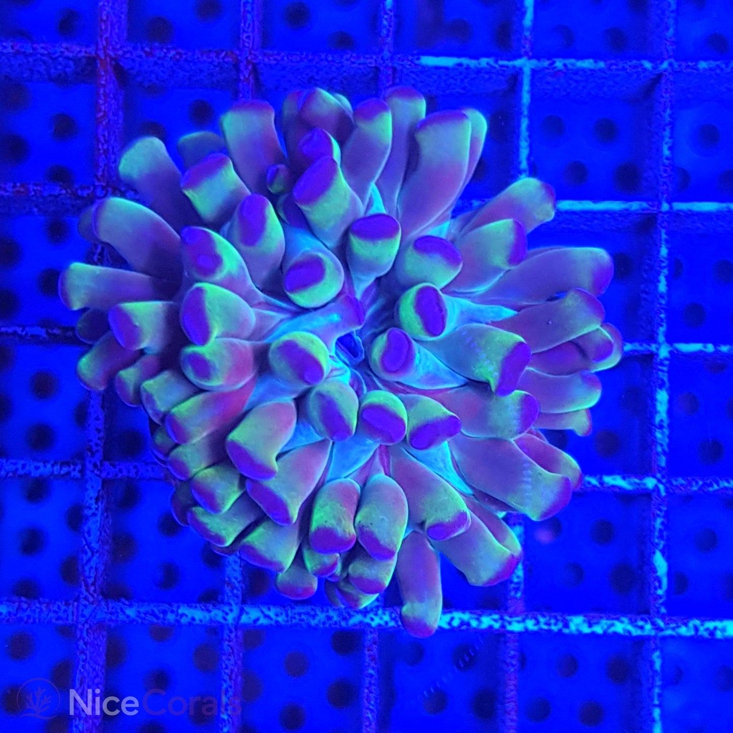Euphyllia paraancora
