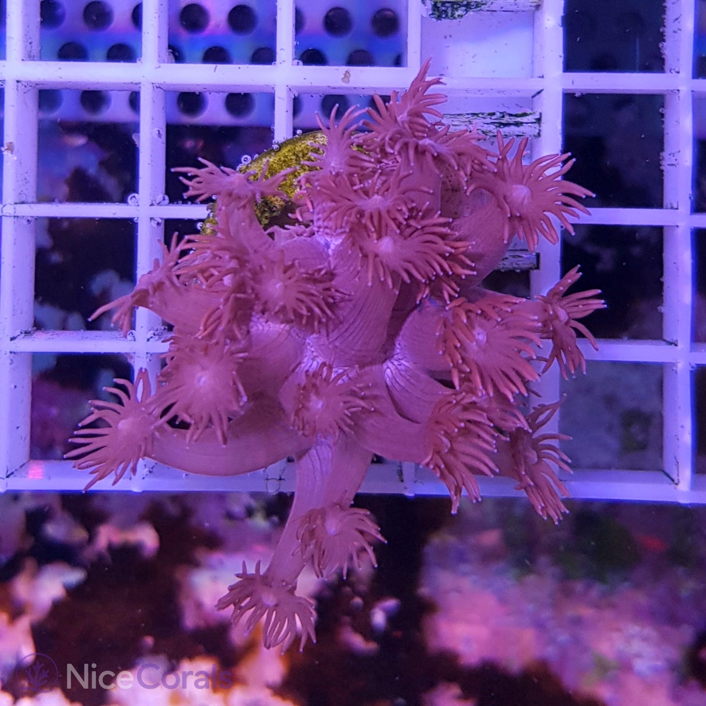 Goniopora