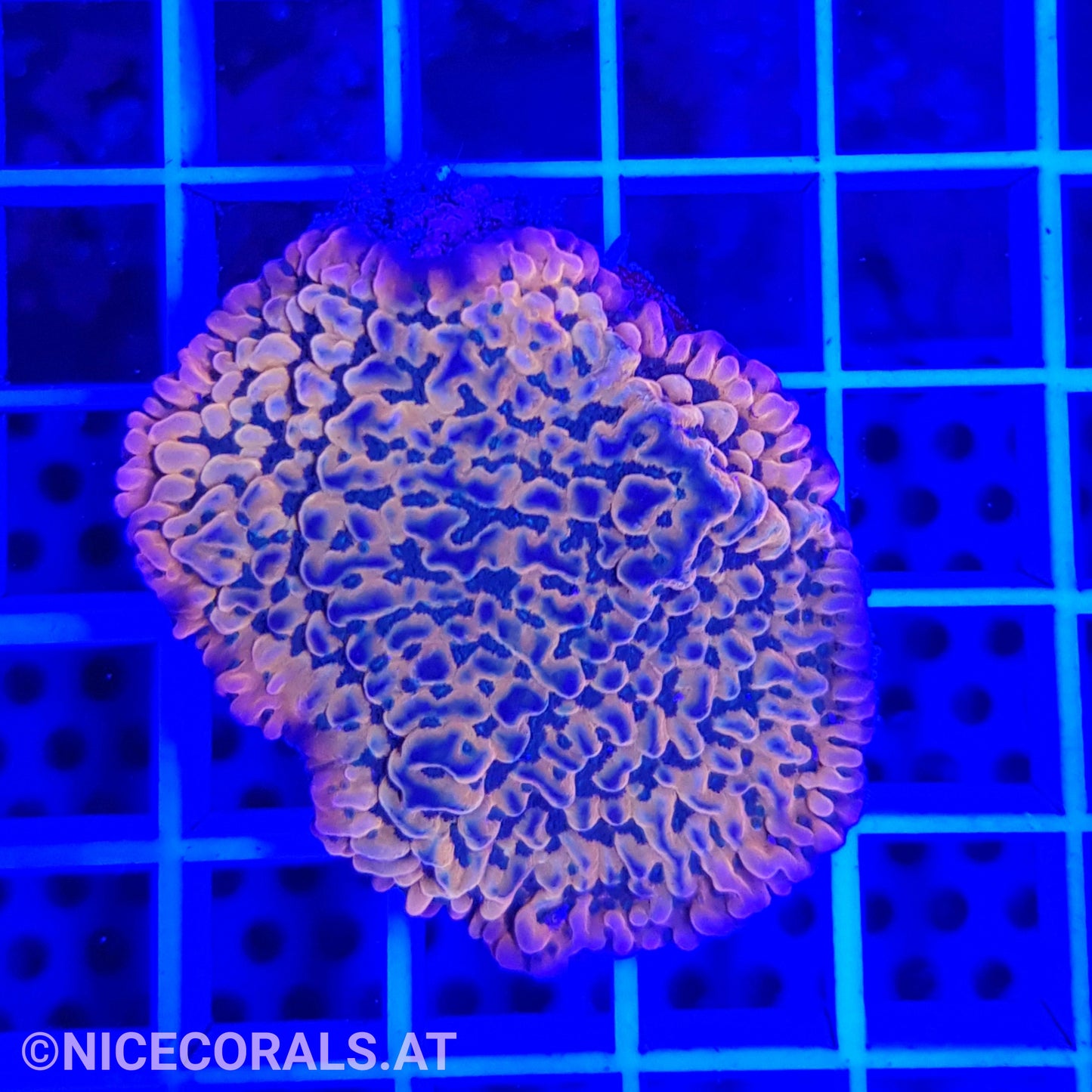 Montipora