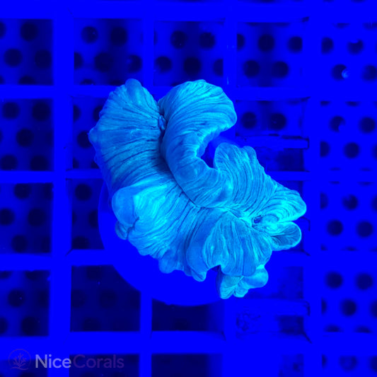 Nemenzophyllia