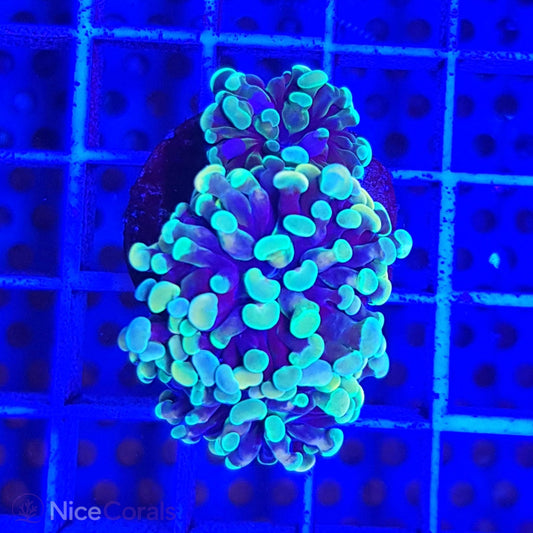 Euphyllia paraancora