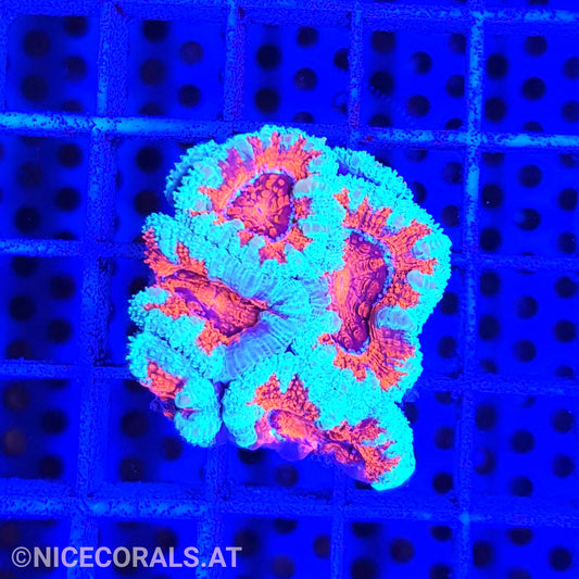 Acanthastrea