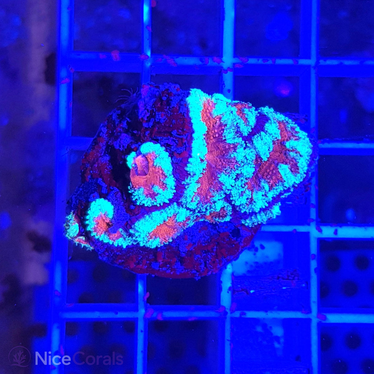 Acanthastrea