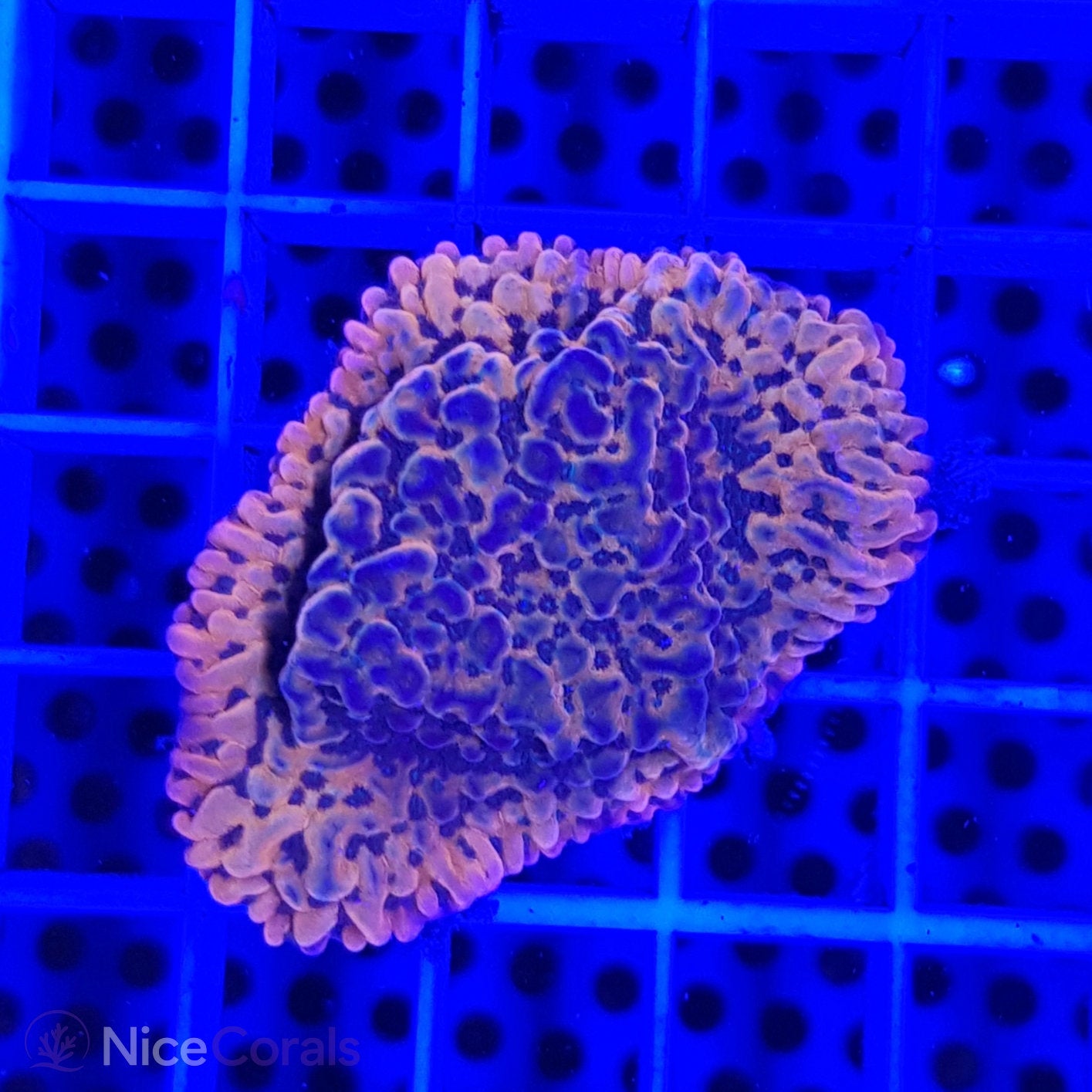 Montipora