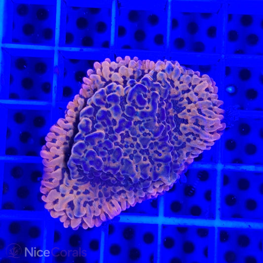Montipora