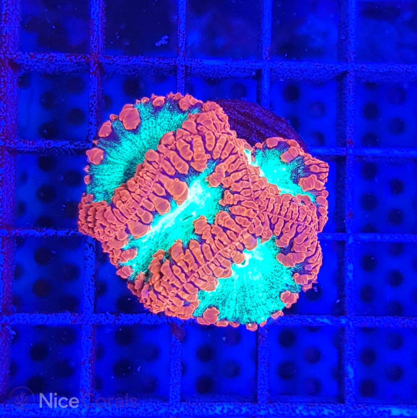 Blastomussa