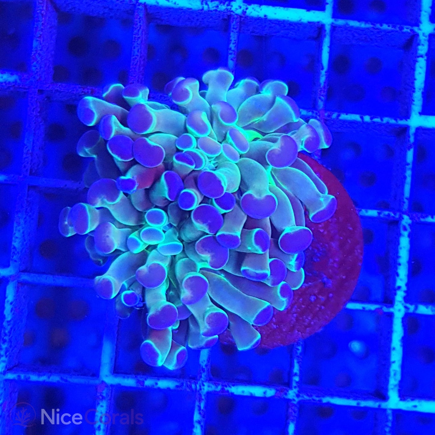 Euphyllia paraancora