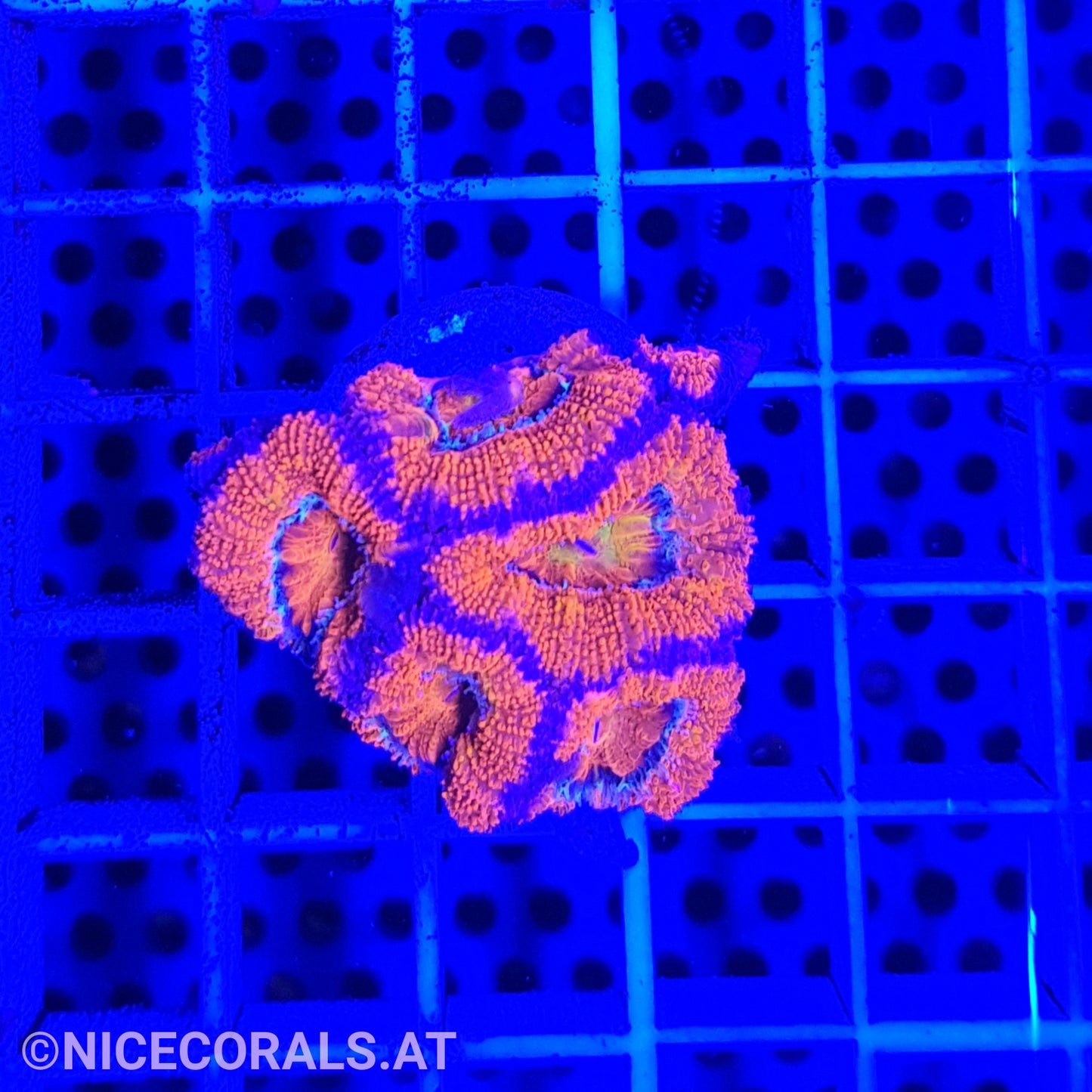 Acanthastrea