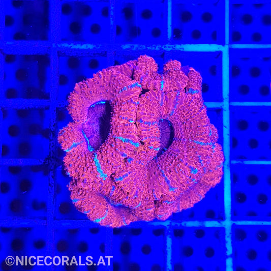 Acanthastrea