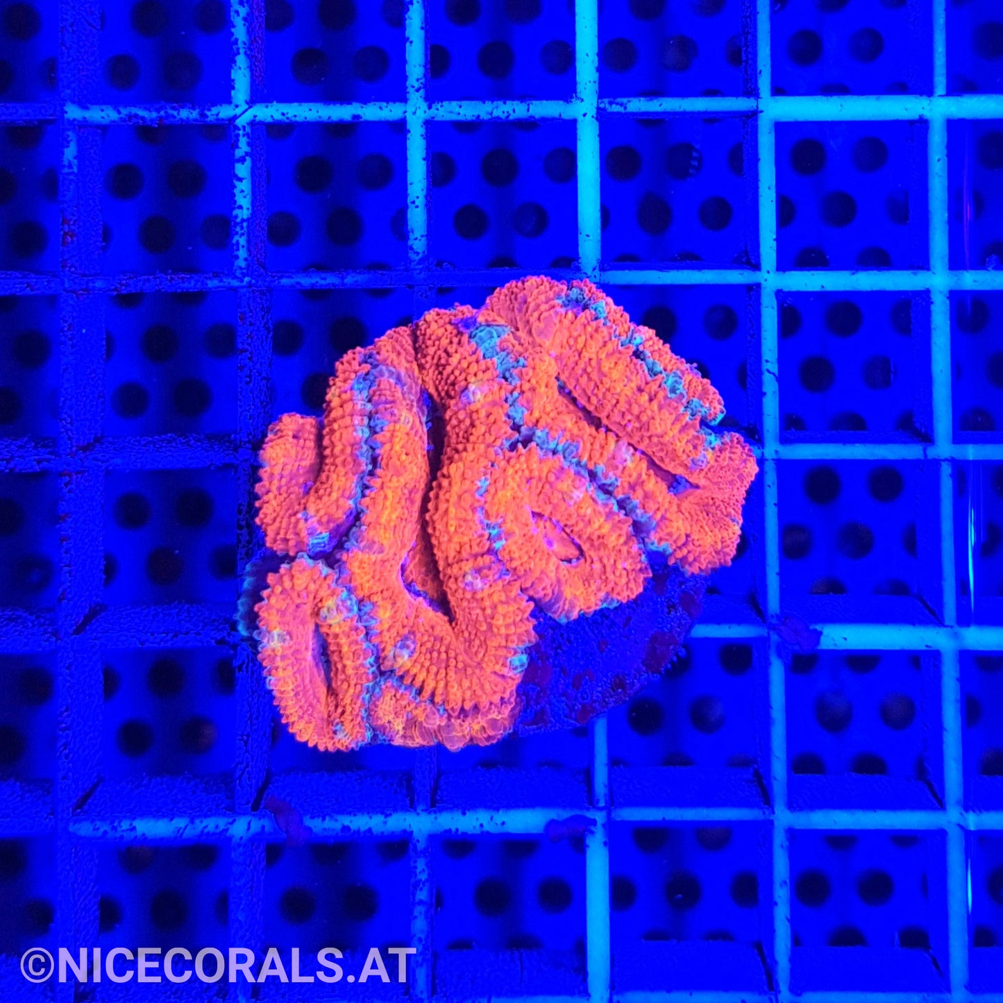 Acanthastrea