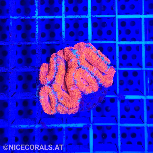 Acanthastrea