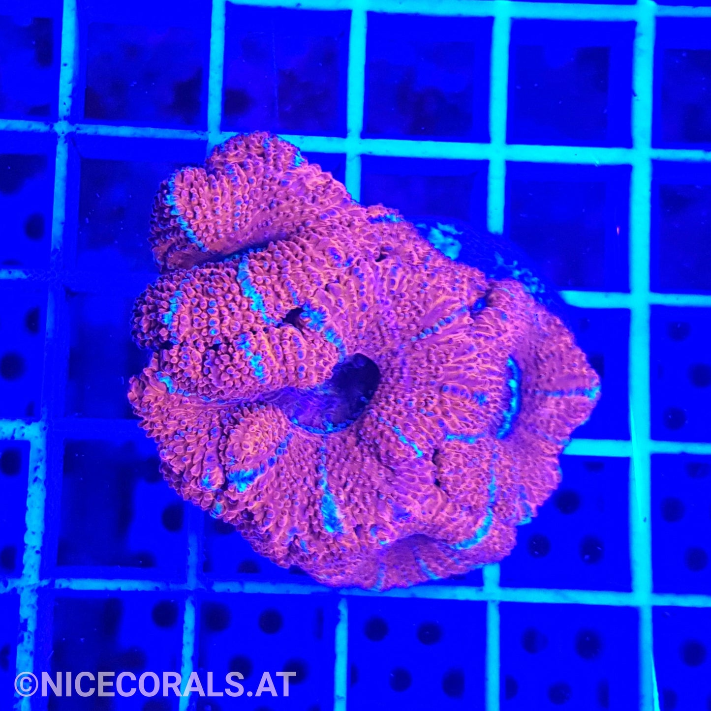Acanthastrea