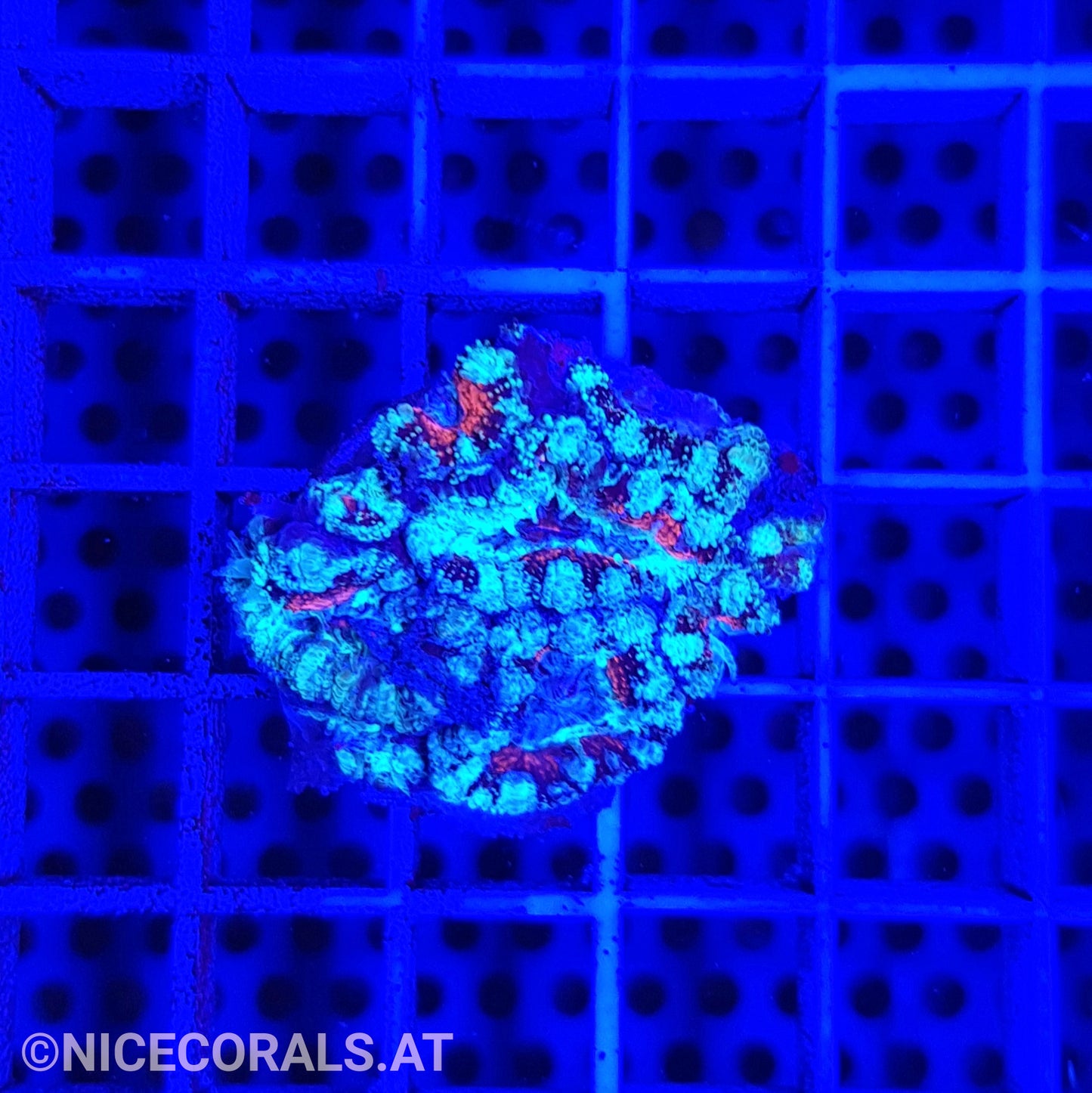 Acanthastrea