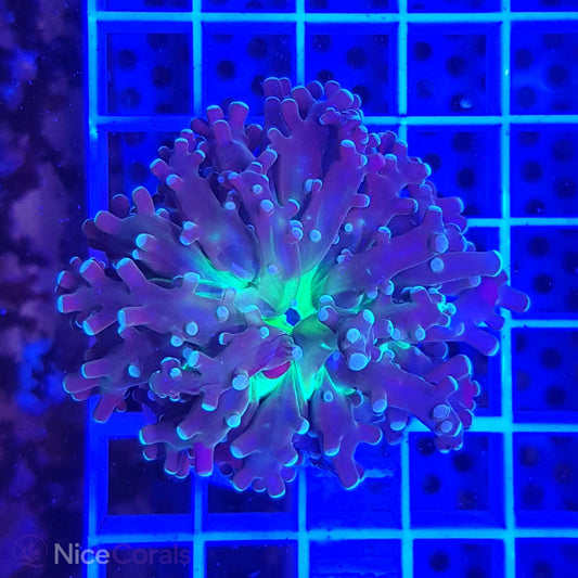 Euphyllia paradivisa