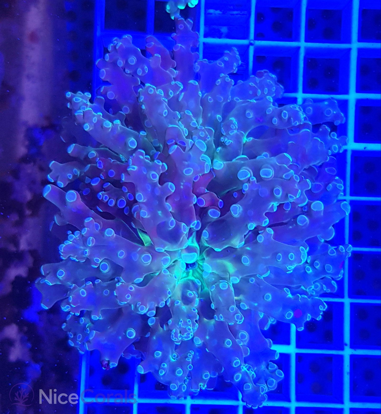 Euphyllia paradivisa