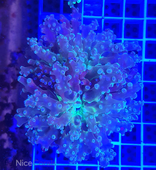Euphyllia paradivisa